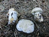 Cortinarius magnivelatus image