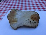 Cortinarius magnivelatus image