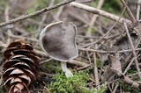Helvella compressa image