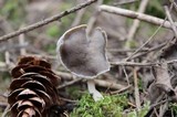 Helvella compressa image