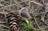Helvella compressa image