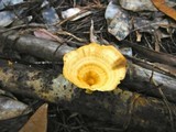 Microporellus obovatus image