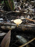 Microporellus obovatus image