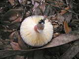 Russula mariae image