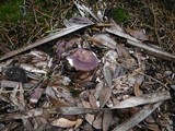 Russula mariae image