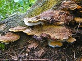 Phellinus gilvus image