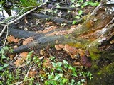 Phellinus gilvus image