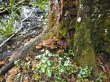Phellinus gilvus image
