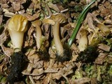 Lichenomphalia umbellifera image