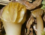 Lichenomphalia umbellifera image