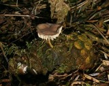 Strobilurus tenacellus image