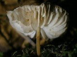 Strobilurus tenacellus image