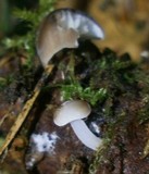 Strobilurus tenacellus image