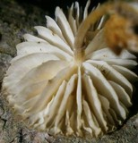 Strobilurus tenacellus image
