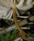 Strobilurus tenacellus image