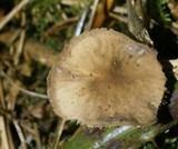 Strobilurus tenacellus image
