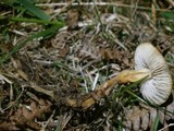 Strobilurus tenacellus image