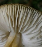 Strobilurus tenacellus image