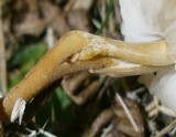 Strobilurus tenacellus image