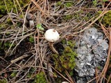 Tulostoma lloydii image