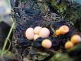 Lycogala epidendrum image