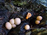 Lycogala epidendrum image