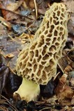 Morchella esculentoides image