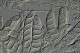 Morchella esculentoides image