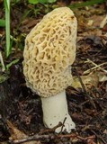 Morchella esculentoides image