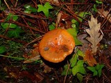 Chroogomphus fulmineus image