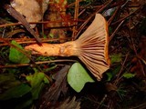 Chroogomphus fulmineus image
