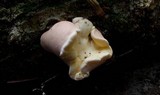 Hypocrea peltata image
