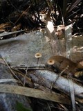 Crinipellis zonata image