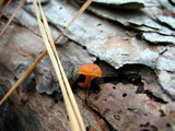 Gymnopilus sapineus image