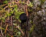 Pseudoplectania nigrella image