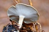 Polyporus brumalis image