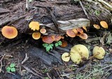 Xeromphalina tenuipes image