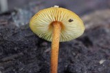 Xeromphalina tenuipes image