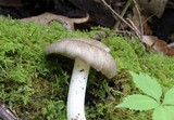 Megacollybia rodmani image