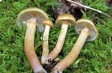 Kuehneromyces marginellus image