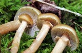 Kuehneromyces marginellus image