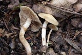 Kuehneromyces marginellus image