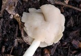 Helvella latispora image