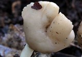 Helvella latispora image