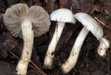 Inocybe geophylla image