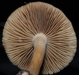 Agrocybe sororia image