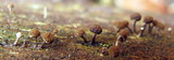 Phleogena faginea image