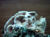 Gloeoporus dichrous image