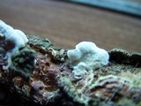 Gloeoporus dichrous image