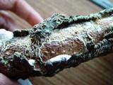 Gloeoporus dichrous image